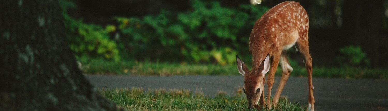 Comprehensive Auto Insurance Auburn, WA