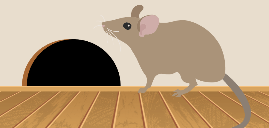 Rodent Damage & Preventative Steps to Take This Winter in Auburn, Washington